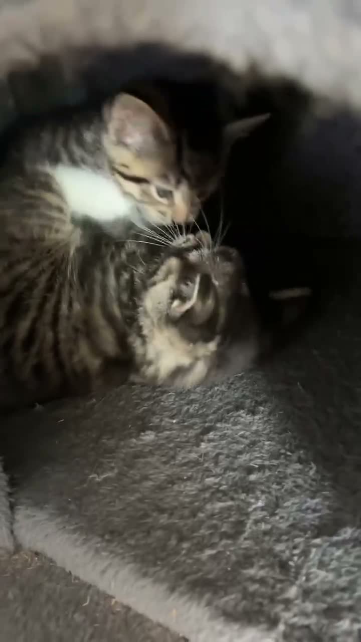 Mixed Breed cats for sale: Gorgeous tabby kittens  - Video 1