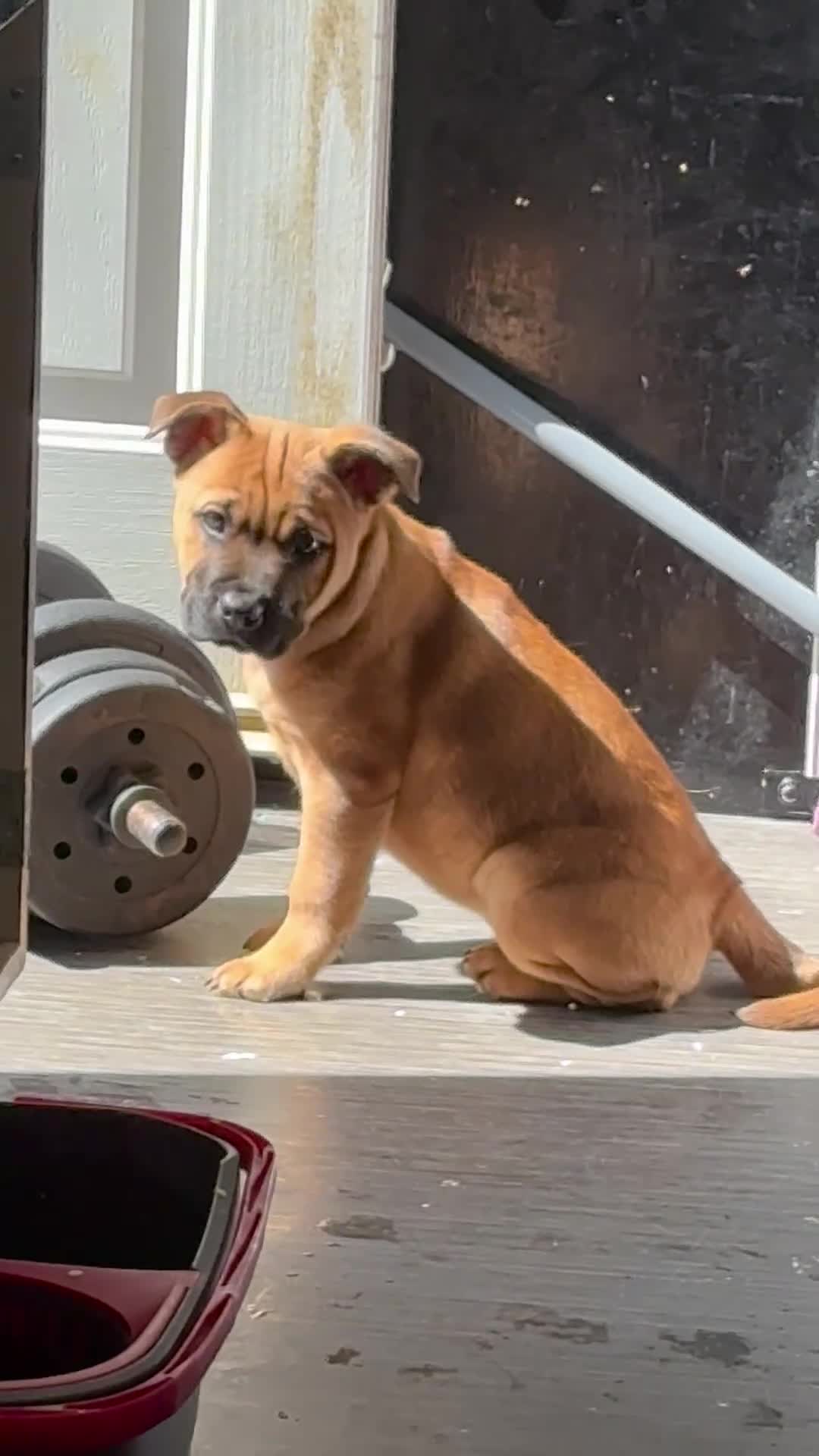 Mixed Breed dogs for sale: Staffy cross chow chow  - Video 2