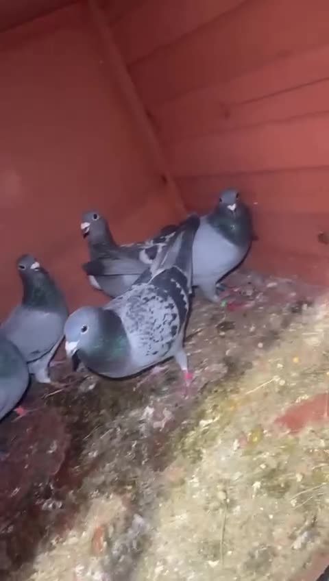 Pigeons birds for sale: Racing with pedigree  - Video 2