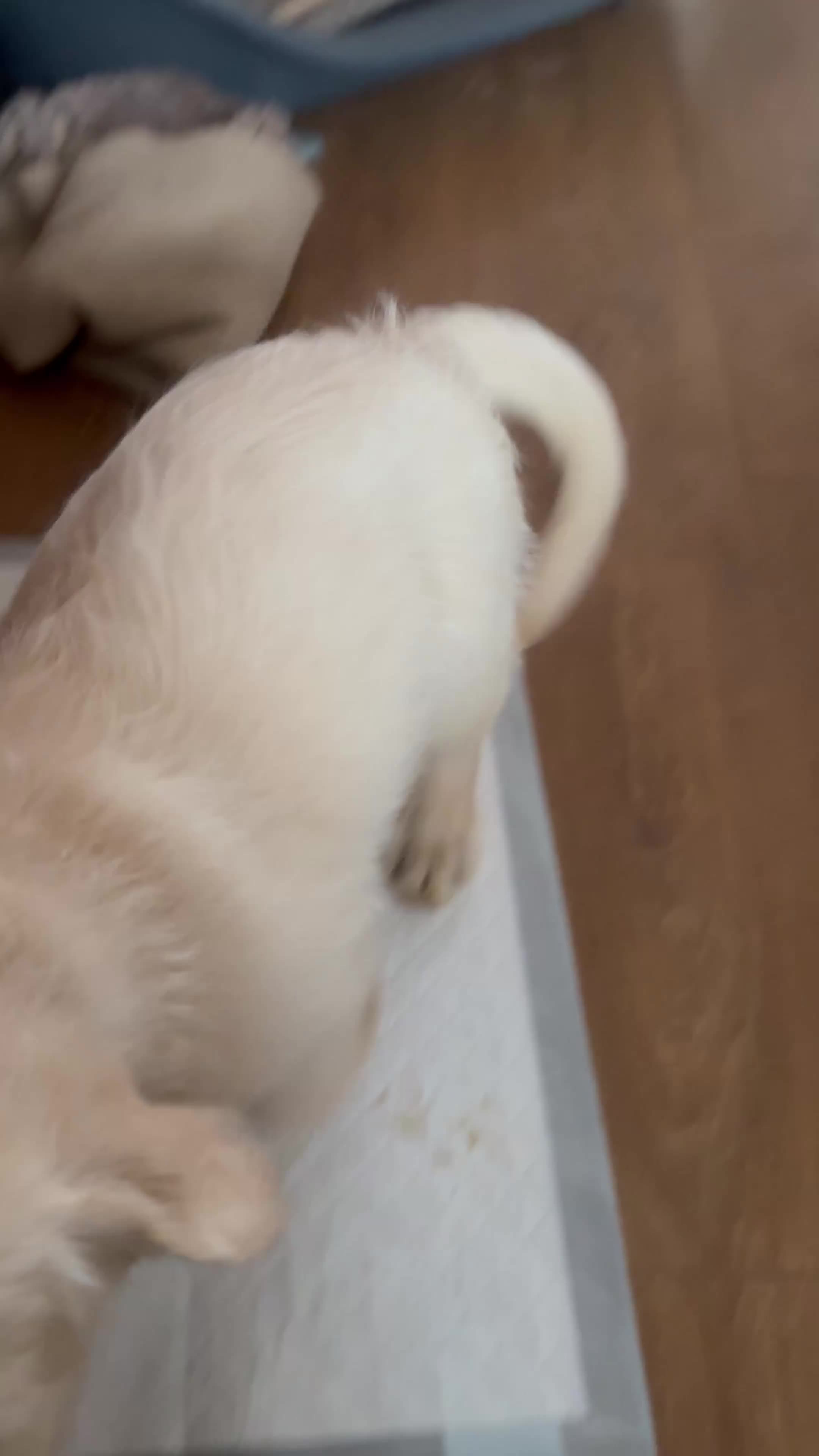 Labradoodle dogs for sale: Stunning Labradoodle puppies - Video 1