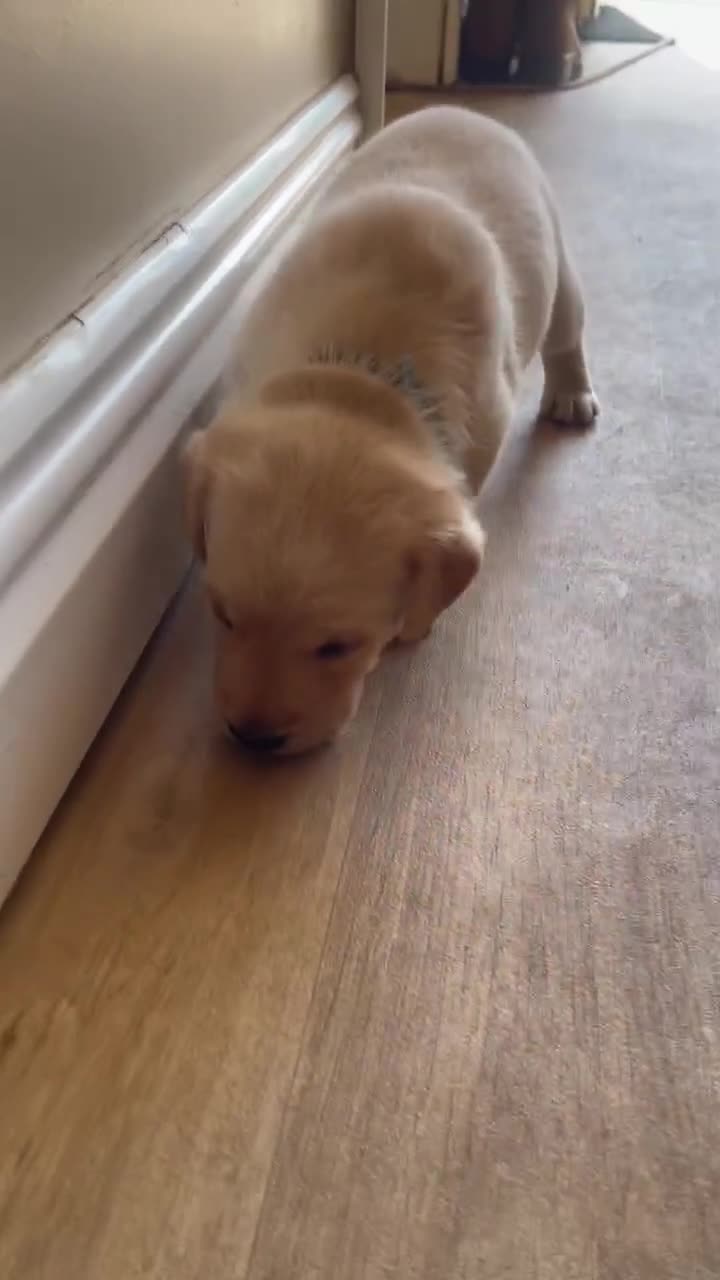 Labrador Retriever dogs for sale: 6x KC Reg Labrador's 3b /3g  2 black 4 Golden - Video 1
