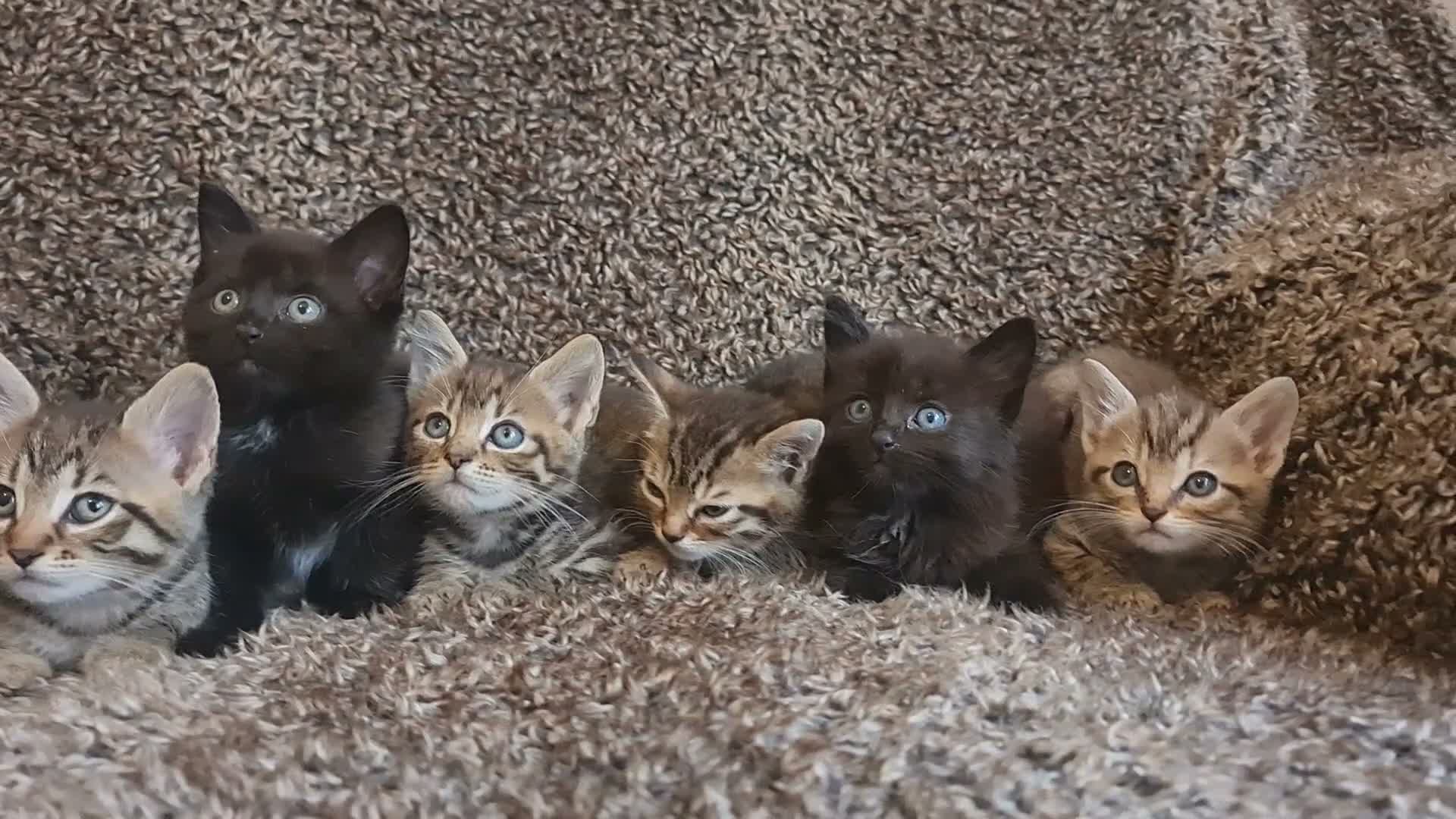 Mixed Breed cats for sale: Kittens for sale  - Video 1