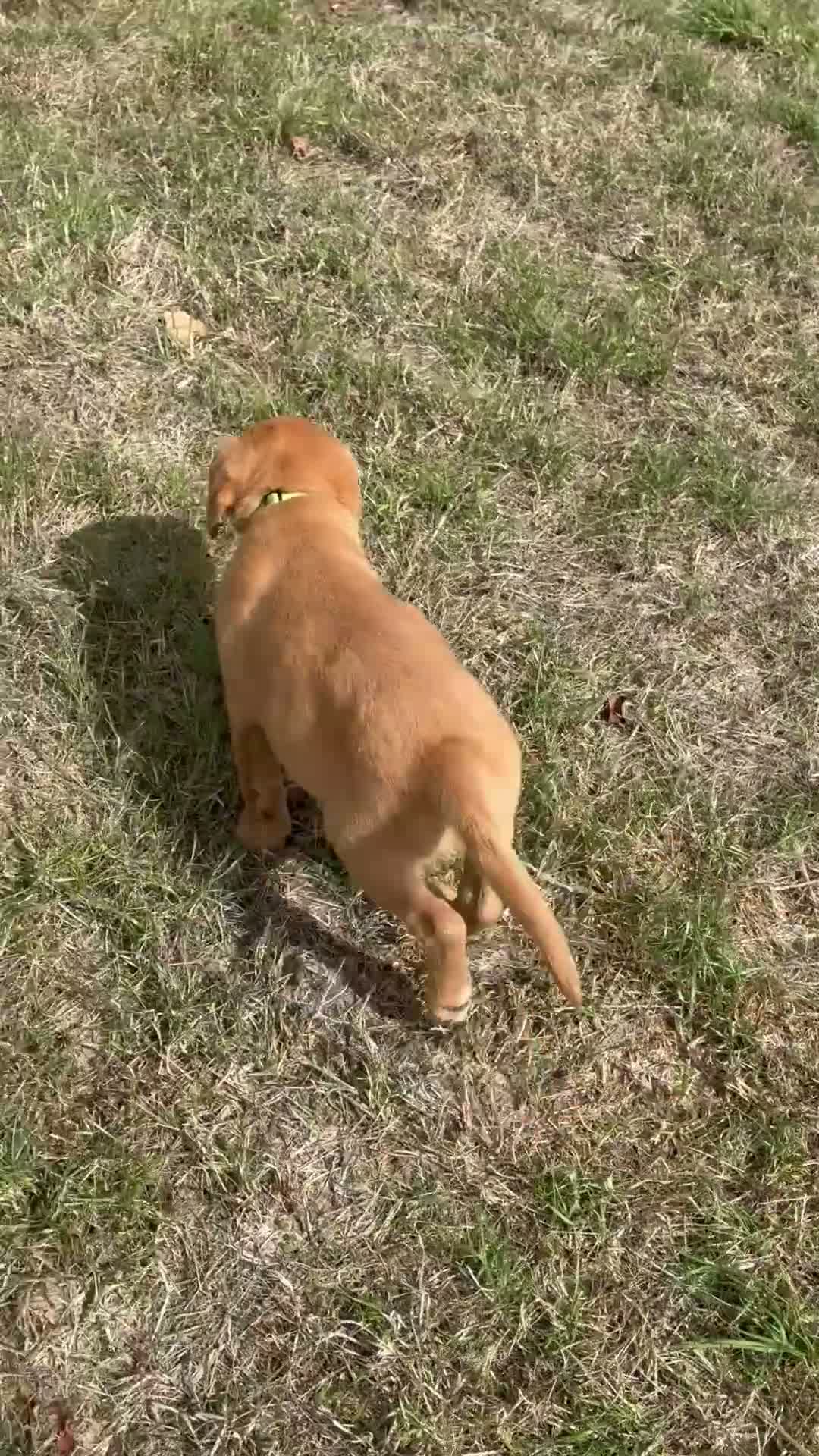 Labrador Retriever dogs for sale: Red Fox Labrador  in Chippenham - Video 1