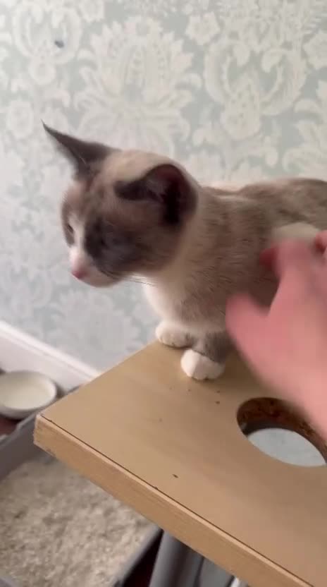 Siamese cats for sale: Siamese beautiful girl kitten  - Video 1