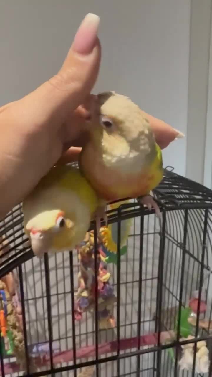 Conures birds for sale: Tame pineapple conure  - Video 2