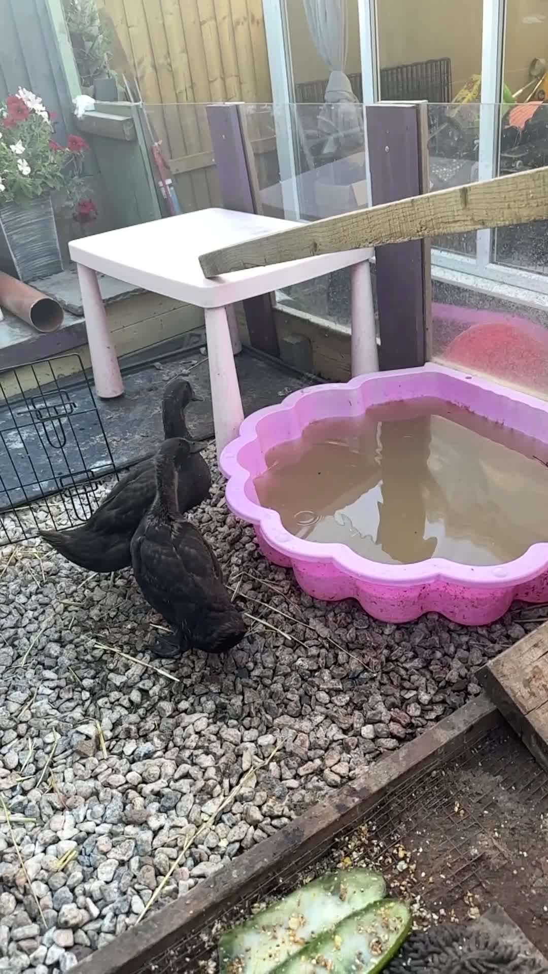 Ducks poultry for sale: 2 x runner duck  - Video 1
