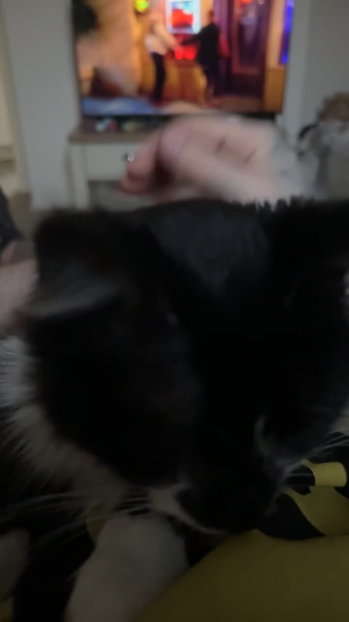 Mixed Breed cats for sale: Our tuxedo cat Harry  - Video 3