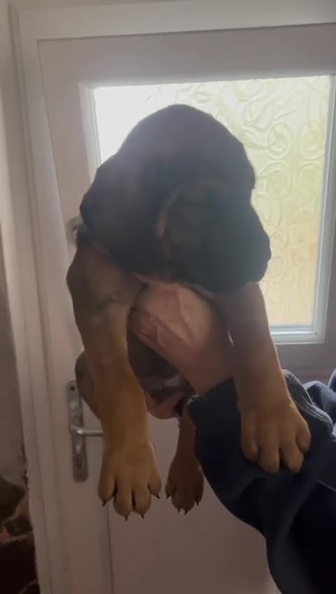 Mixed Breed dogs for sale: Cane corso /doberman mix in Dolgellau - Video 1