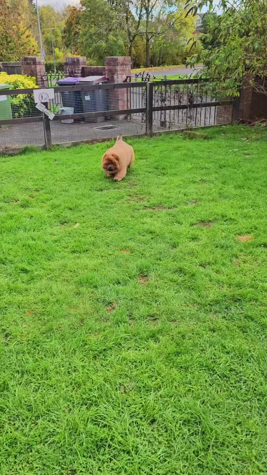 Chow Chow dogs for sale: Crufts champion pedigree  - Video 1
