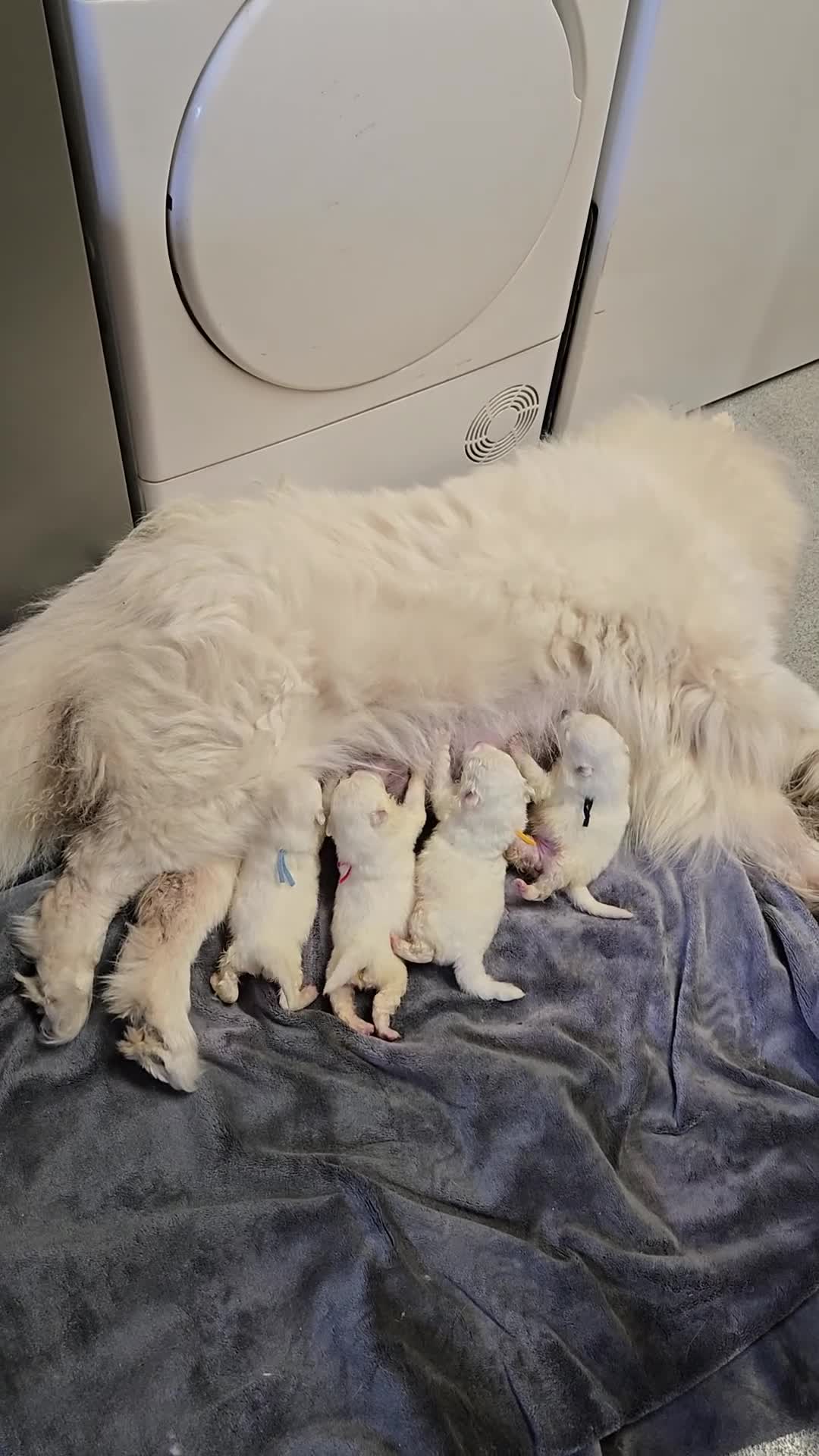 Samoyed dogs for sale: KC registered Pure Bred Samoyed Puppies - Video 1