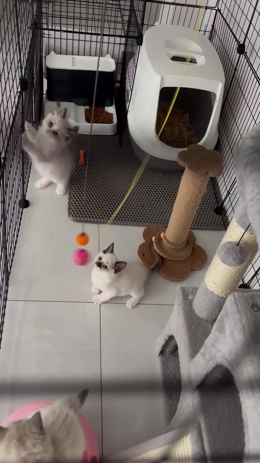 Ragdoll cats for sale: Beautiful ragdoll kittens  - Video 1
