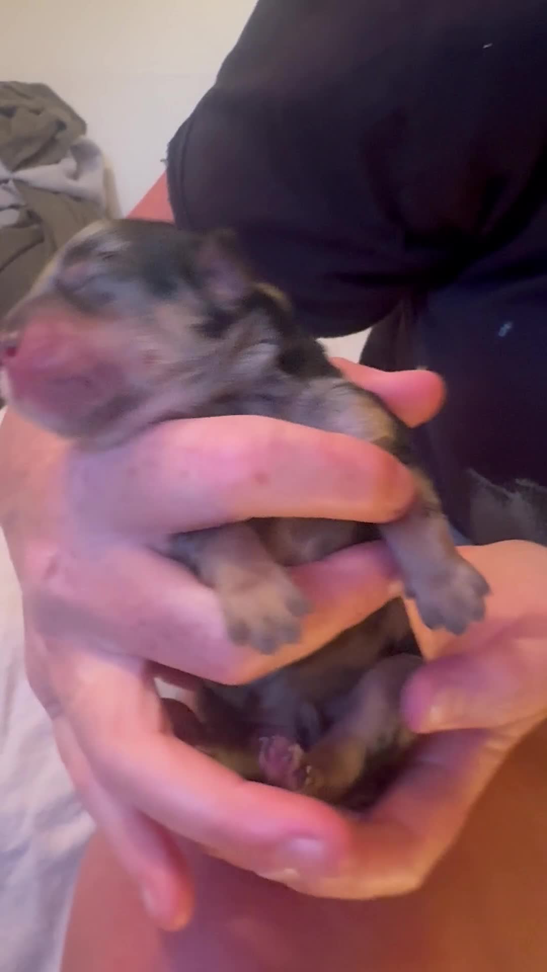 Mixed Breed dogs for sale: Mini cockapoo puppies. Reserve yours now! - Video 4