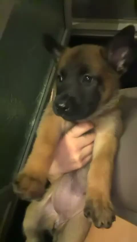Belgian Shepherd Dog dogs for sale: Beautiful Belgium Shepard Dog in Wolverhampton - Video 1