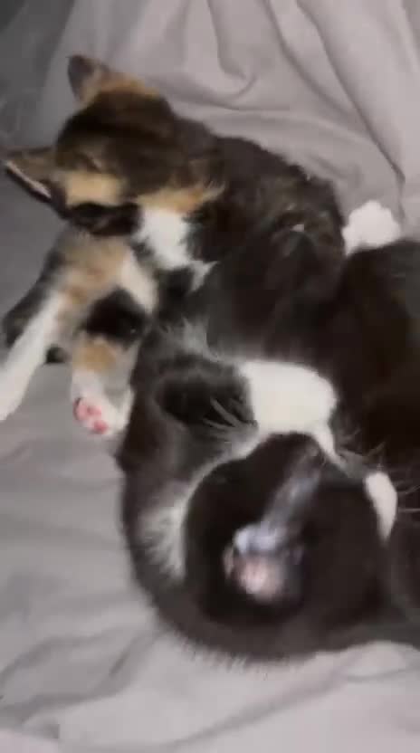 Mixed Breed cats for sale: Fluffy black and white, and black kittens  - Video 1