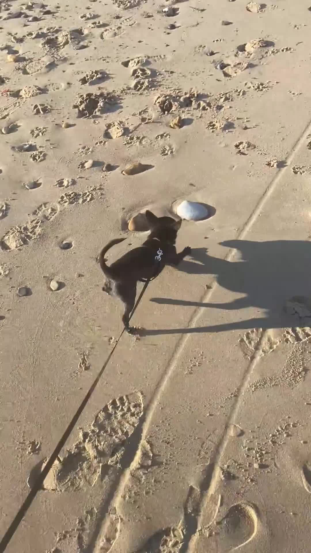 Chihuahua dogs for sale: Male chihuahua two years old  - Video 1