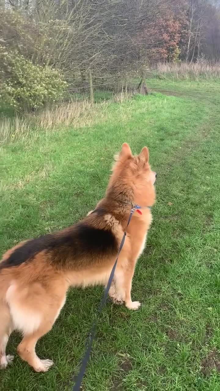 German Shepherd dogs for stud: German shepherd male for stud - Video 2