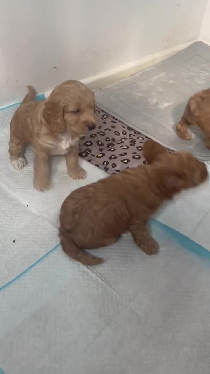Cockapoo dogs for sale: Cockapoo in Chesterfield - Video 3