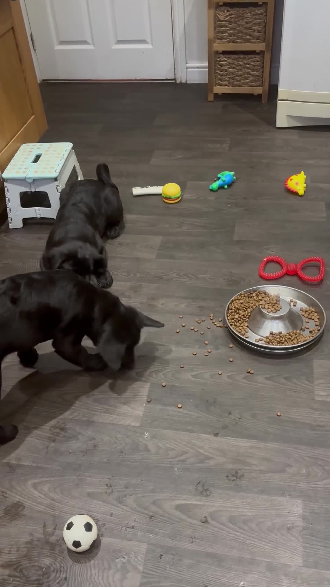 Mixed Breed dogs for sale: Cocker Spaniel cross Chow Chow puppies - Video 1