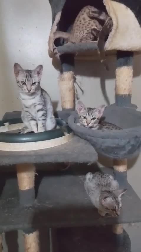 Ocicat cats for sale: 3 Pretty, Pedigree, Black Silver Ocicat Girls - Video 1