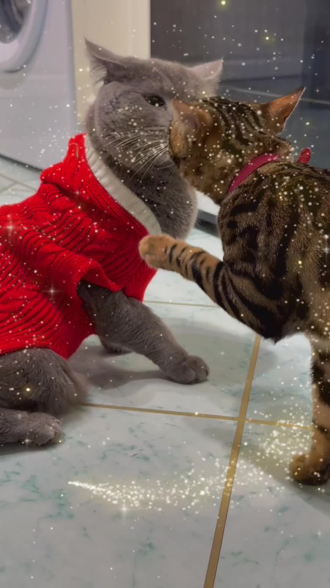 British Shorthair cats for stud: Tommy Charming British Shorthair Looking for Love - Video 1