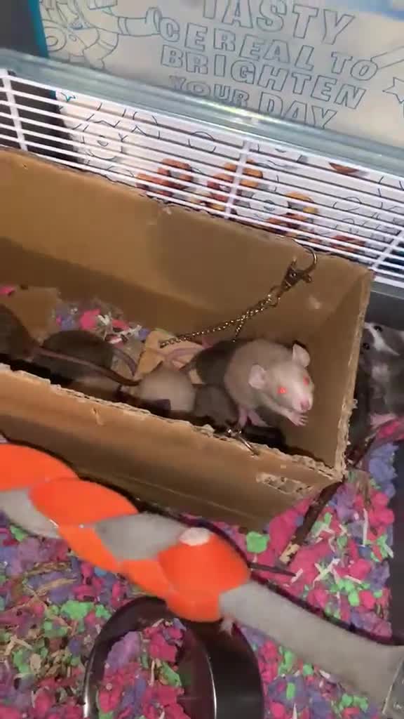 Rat rodents for sale: Dumbo Dwarf Rats - Video 1
