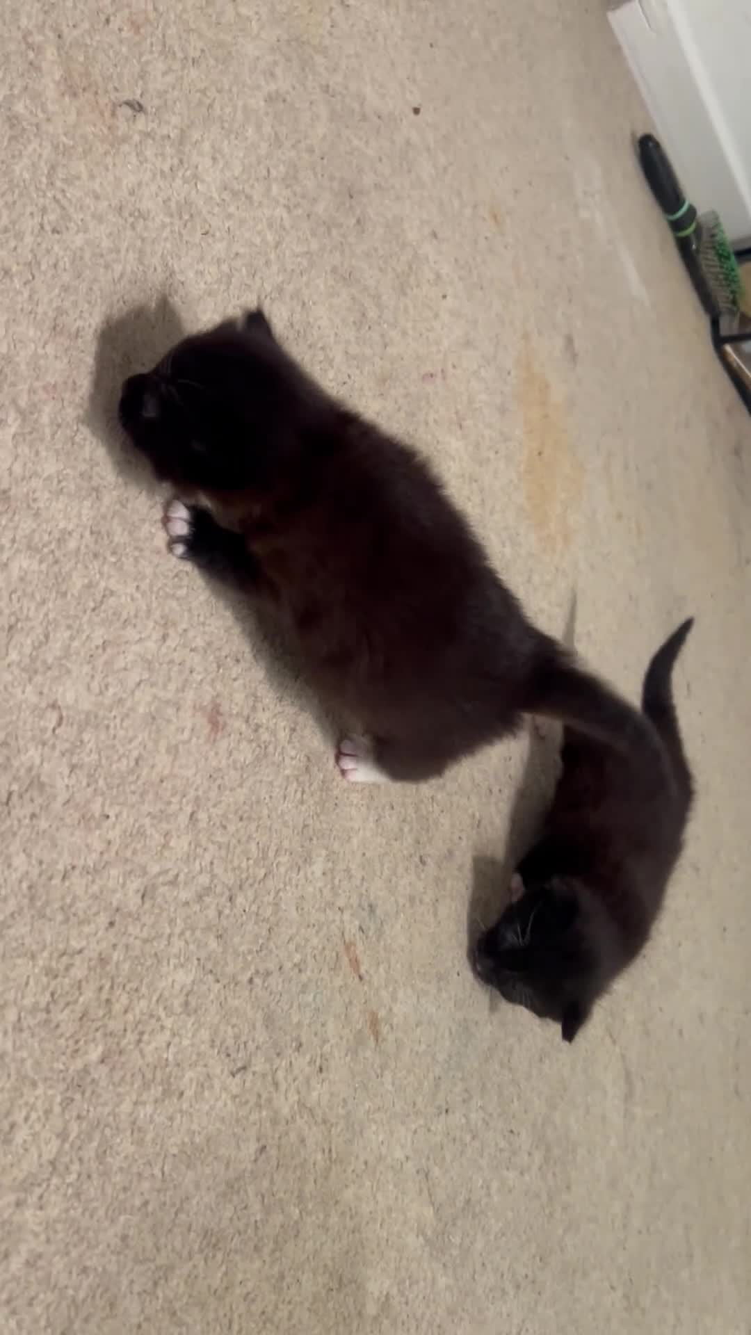 Mixed Breed cats for sale: 2 beautiful kittens  - Video 1