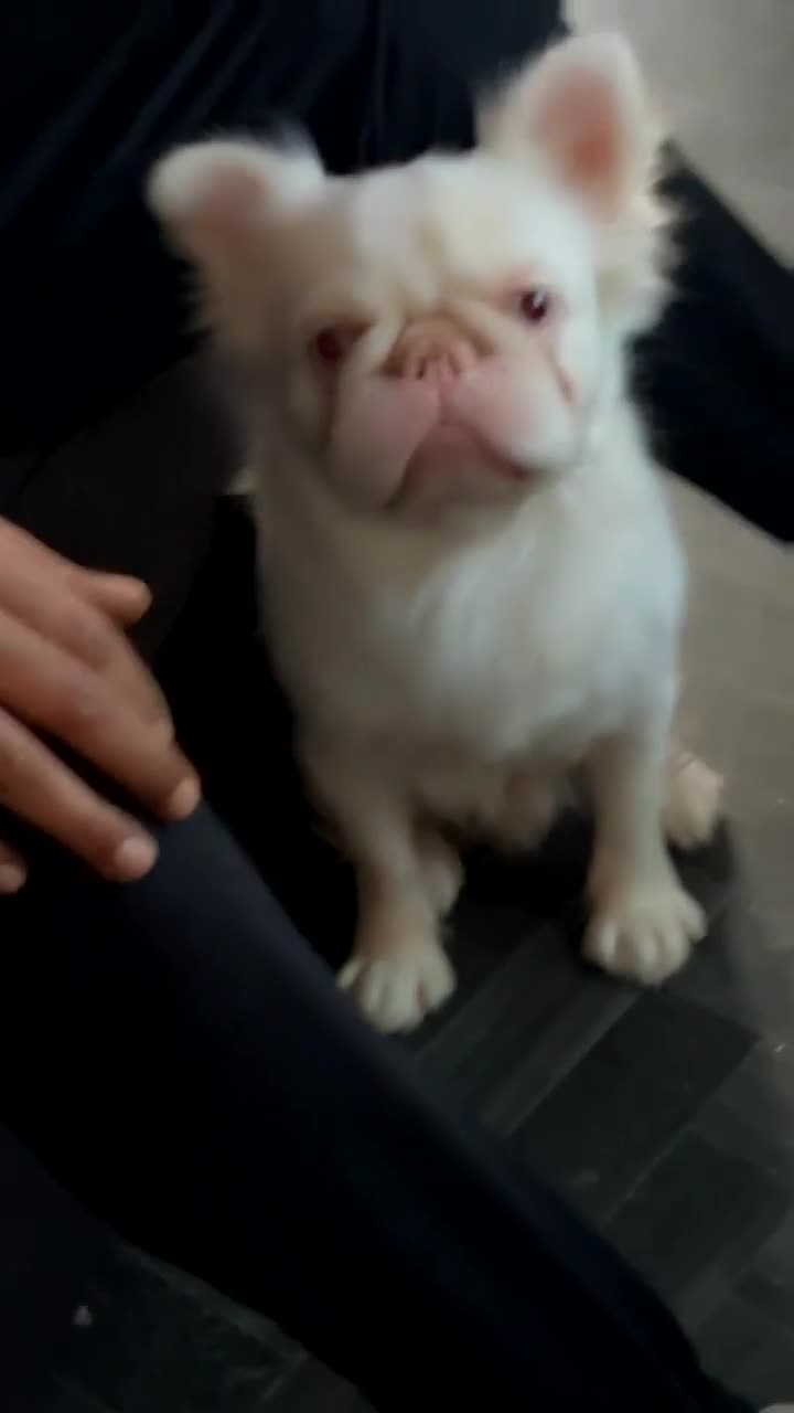 French Bulldog dogs for stud: Pink fluffy frenchie for stud  - Video 1