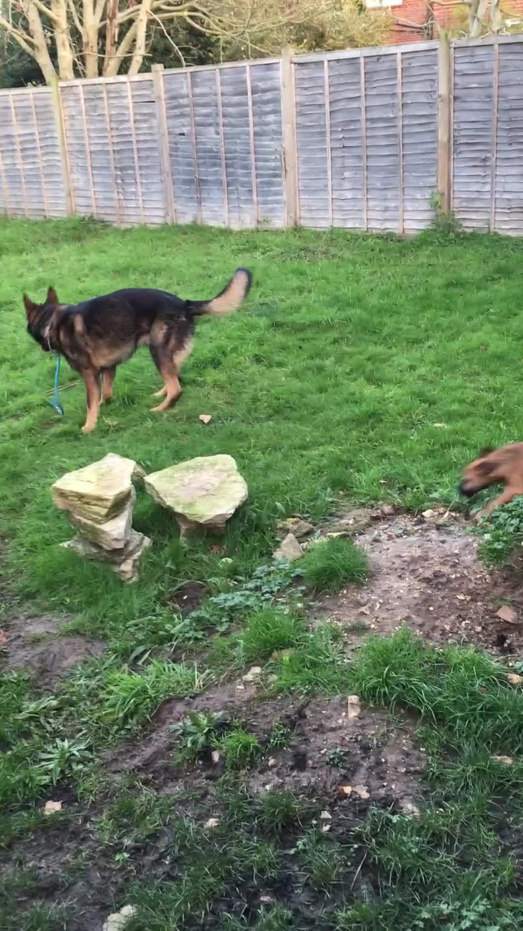 German Shepherd dogs for sale: German Shepherd Boy. - Video 1