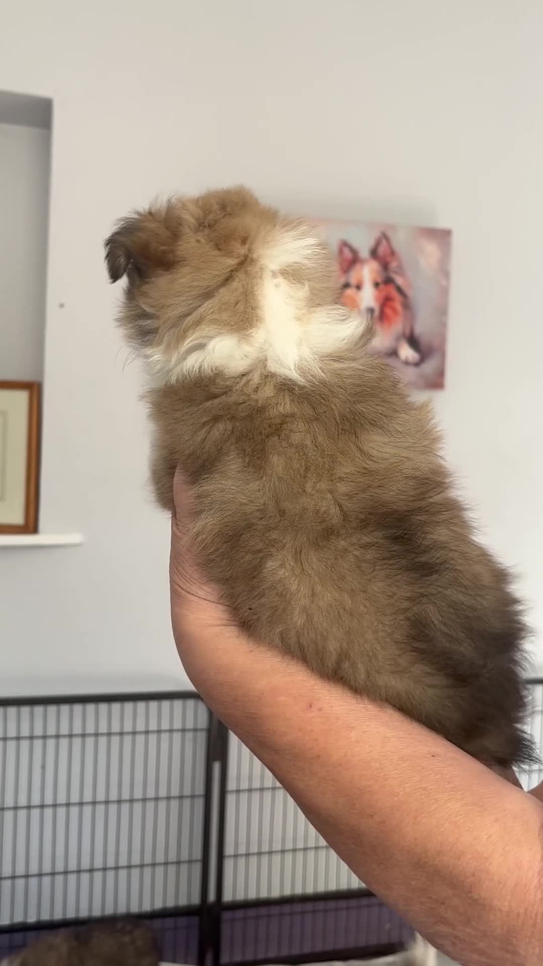 Shetland Sheepdog dogs for sale: Beautiful sable Shetland sheepdog puppies  - Video 2