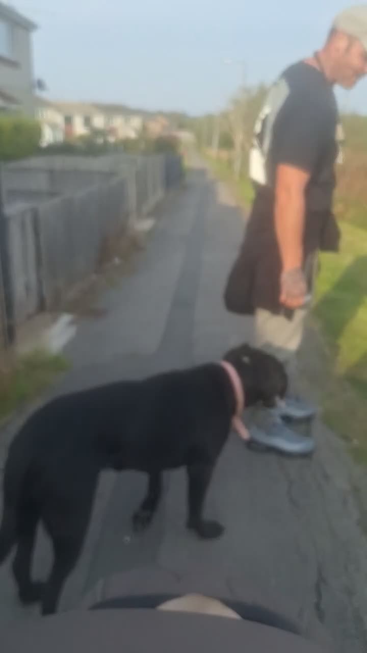 Cane Corso dogs for sale: Female cane corso in Gainsborough - Video 1