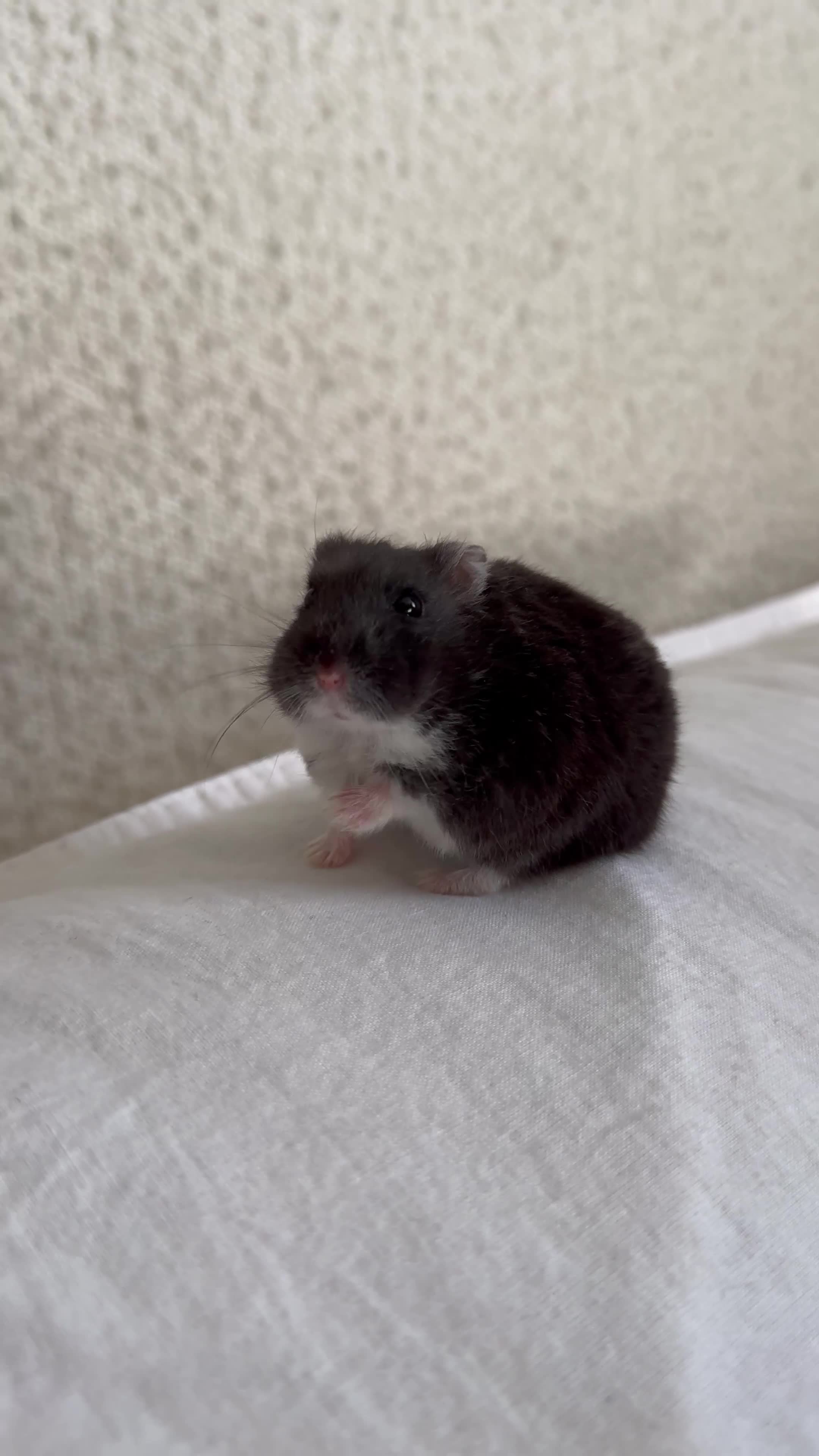 Hamster rodents for sale: Winter White Dwarf Hamsters - Video 2