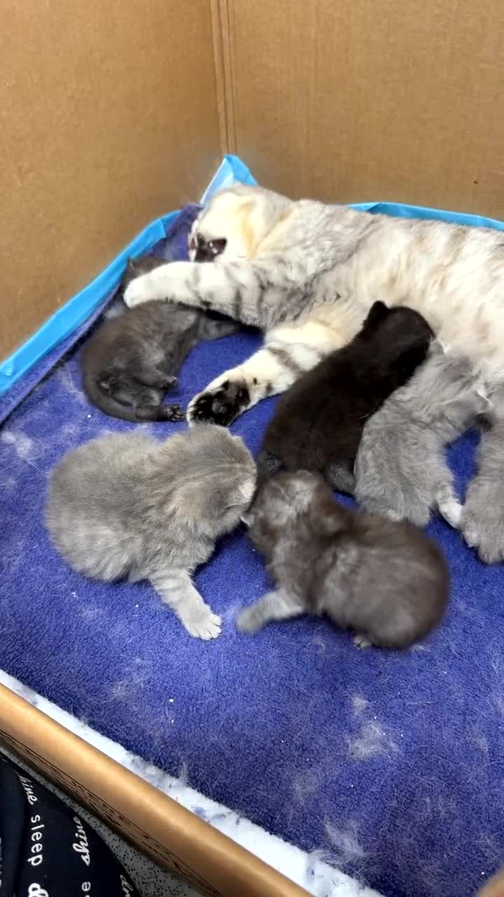 Scottish Fold cats for sale: Scottish fold female kitten pure breed in London - Video 1