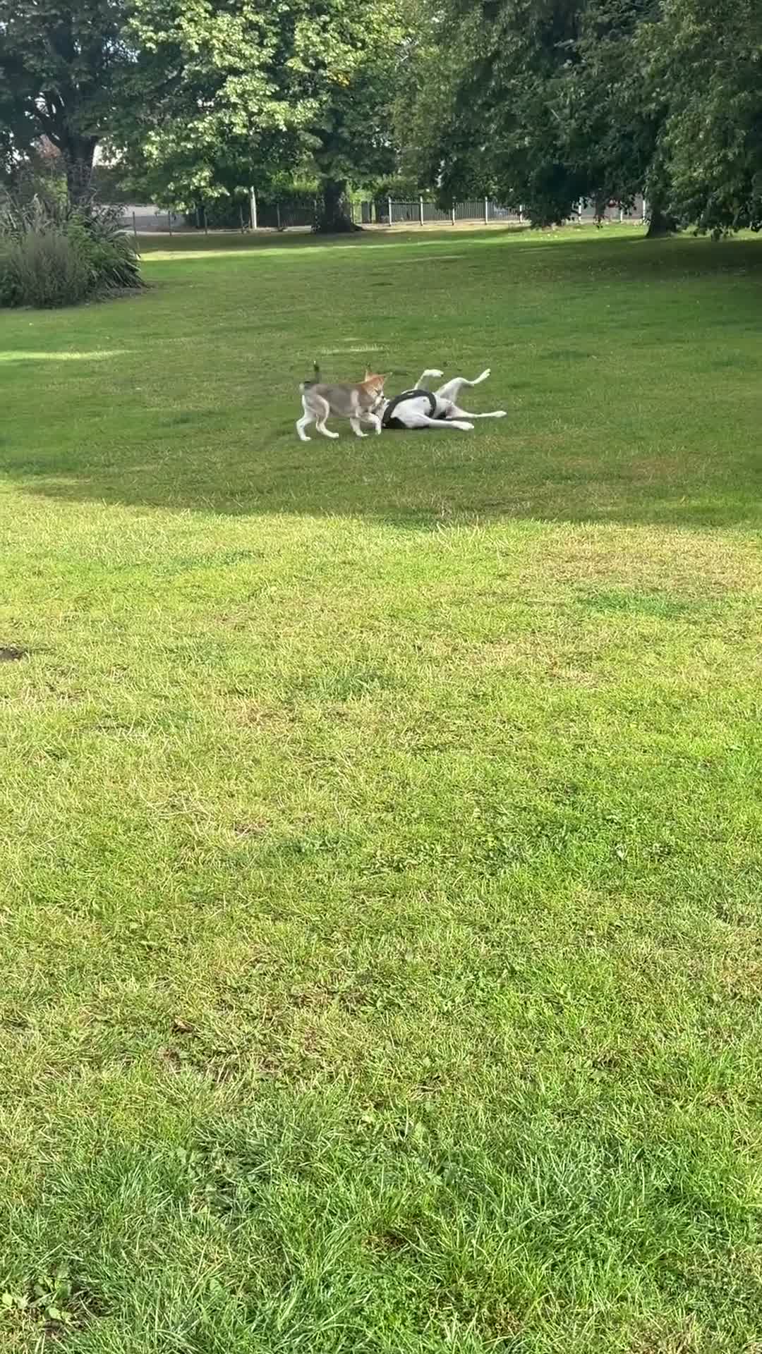 Shepsky dogs for sale: Rehoming a Little Lady - Video 1