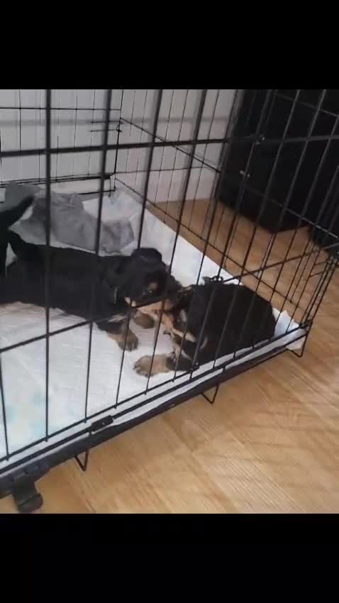 Yorkshire Terrier dogs for sale: 💖 Stunning Yorkshire Terrier Puppies in Derby - Video 1
