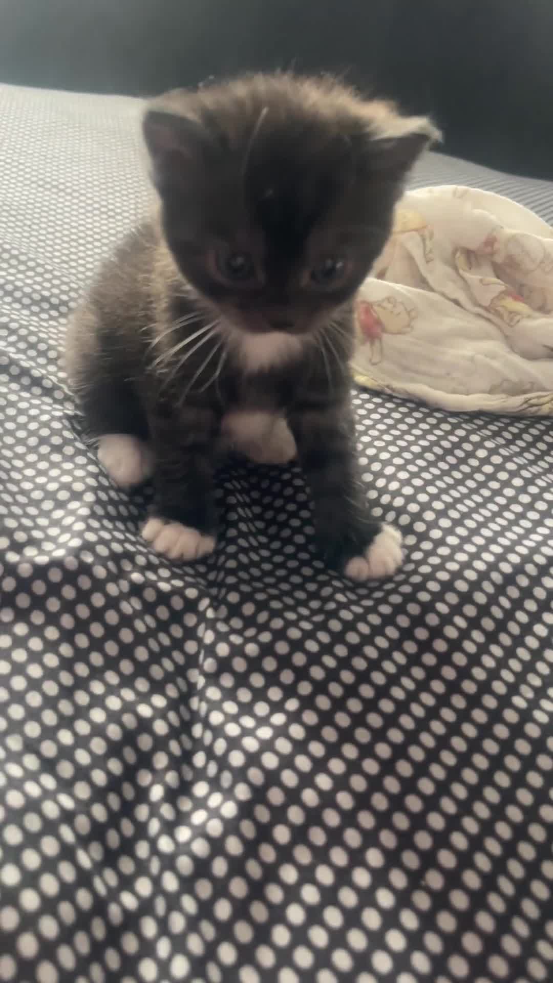Mixed Breed cats for sale: Cutest Scottish Fold and BSH kittens  - Video 2