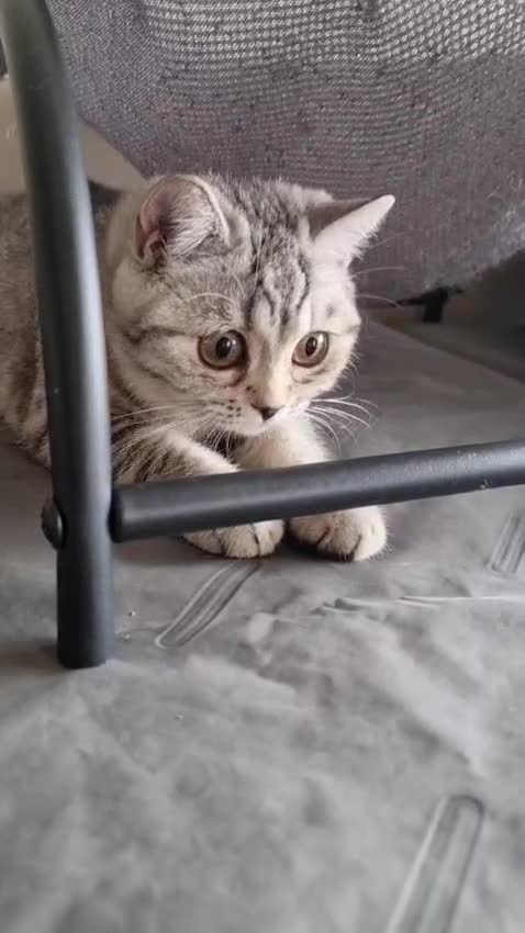 British Shorthair cats for sale: Last 2 Female Tabby BSH Friendly Vac GCCF Pedigree - Video 1