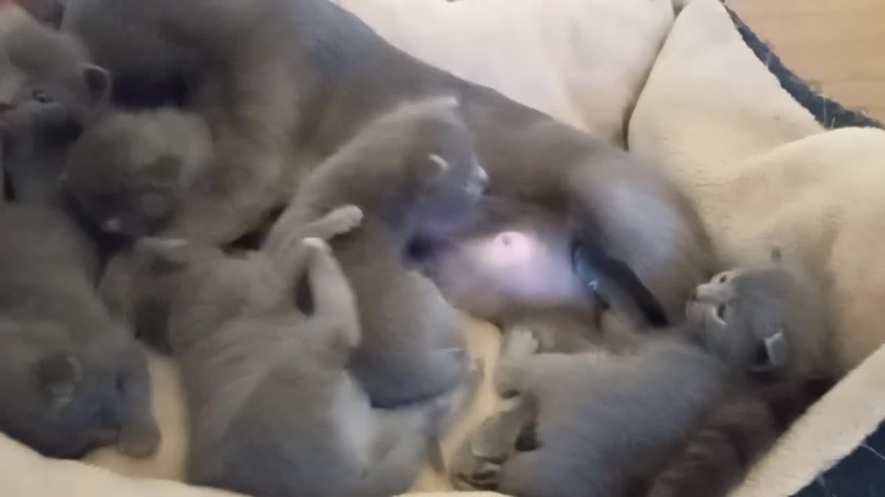 Russian Blue cats for sale: Pure Russian Blue Kittens for sale - 2 Boys 1 Girl - Video 4