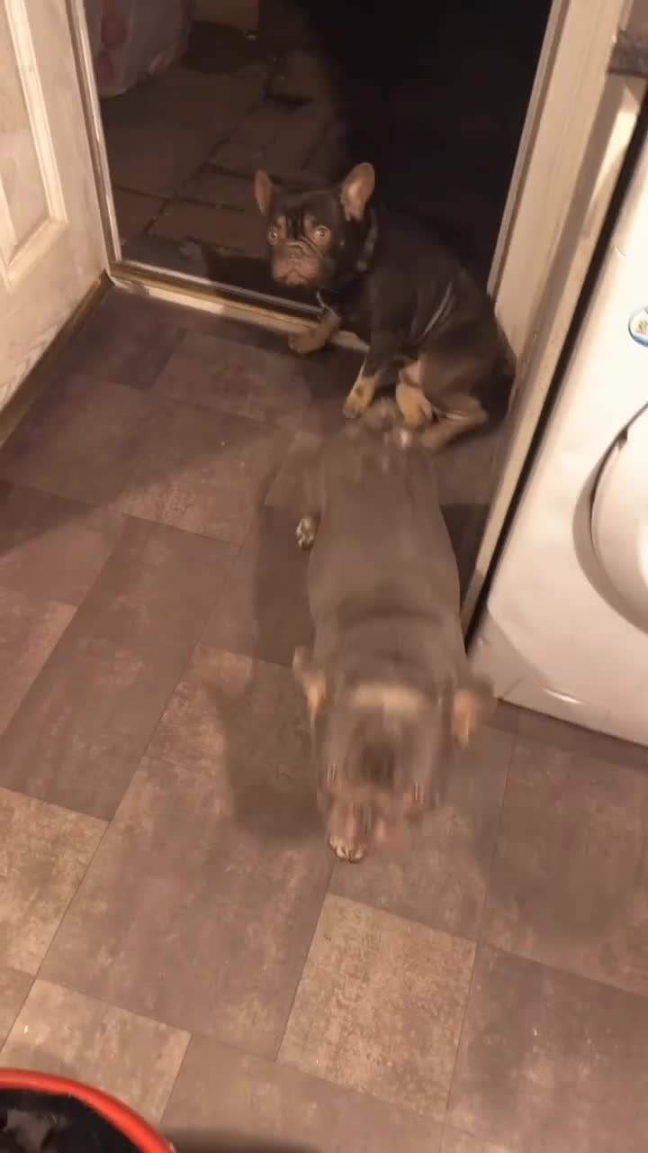 French Bulldog dogs for sale: Vinnie grey French bulldog - Video 2