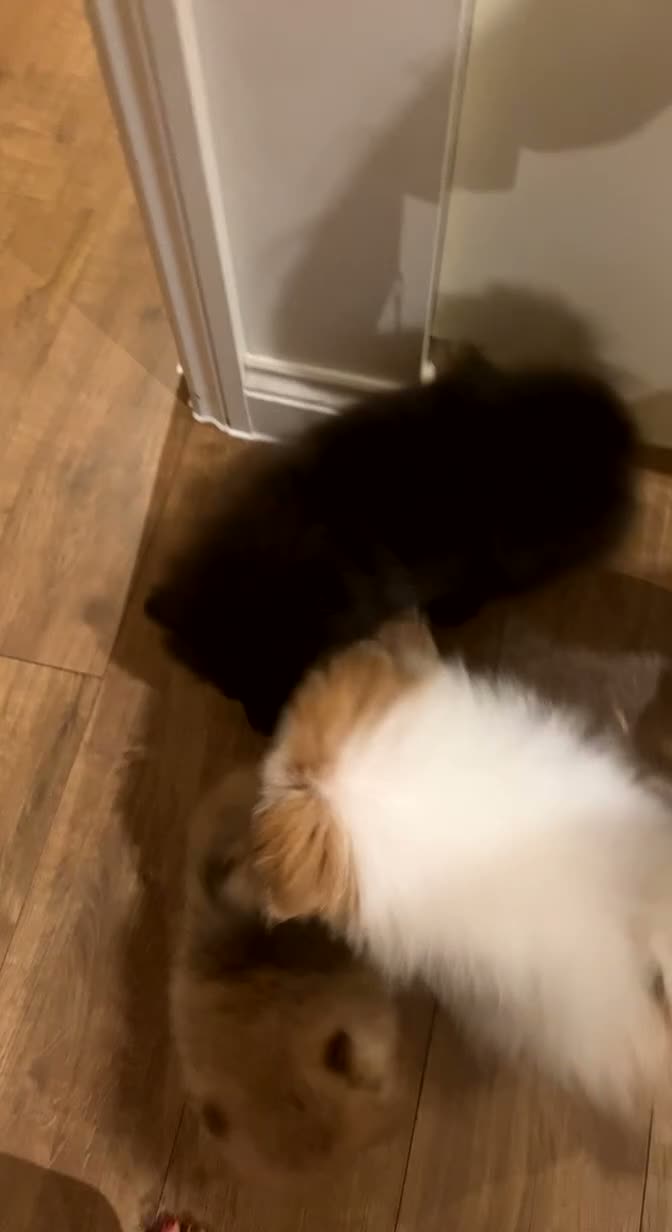 Pomeranian dogs for sale: Black female Pomerian  - Video 1