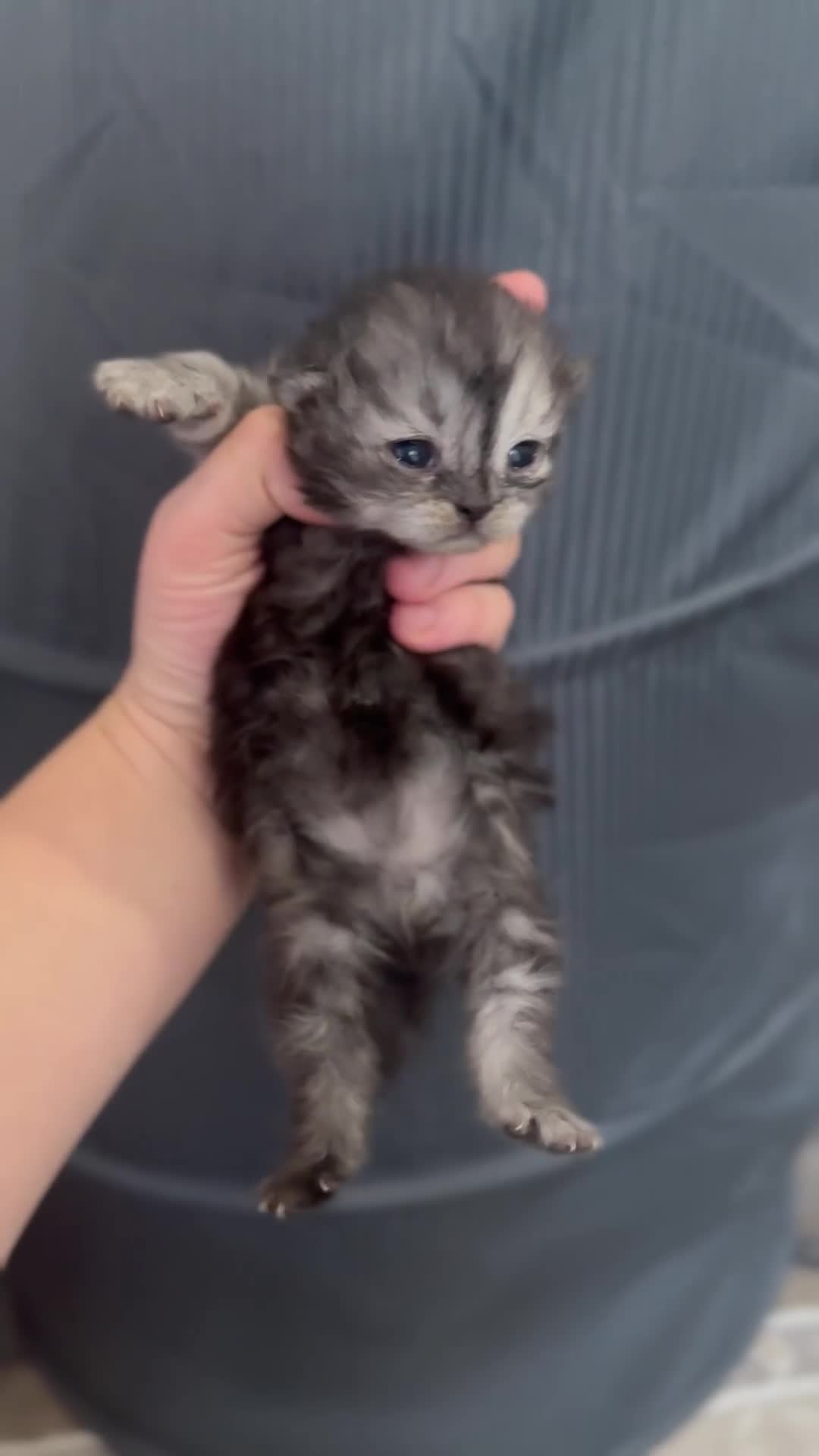 Persian cats for sale: Pure persian kittens - Video 3