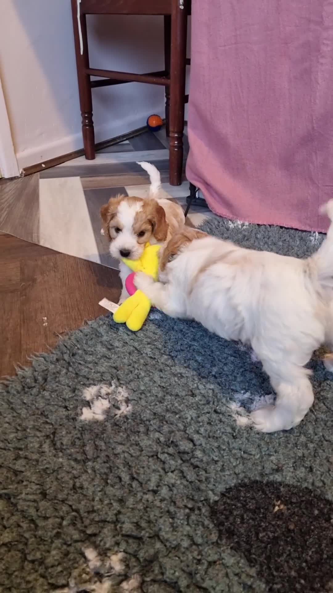 Cockapoo dogs for sale: Bouncy black & white Cockapoo - Video 2