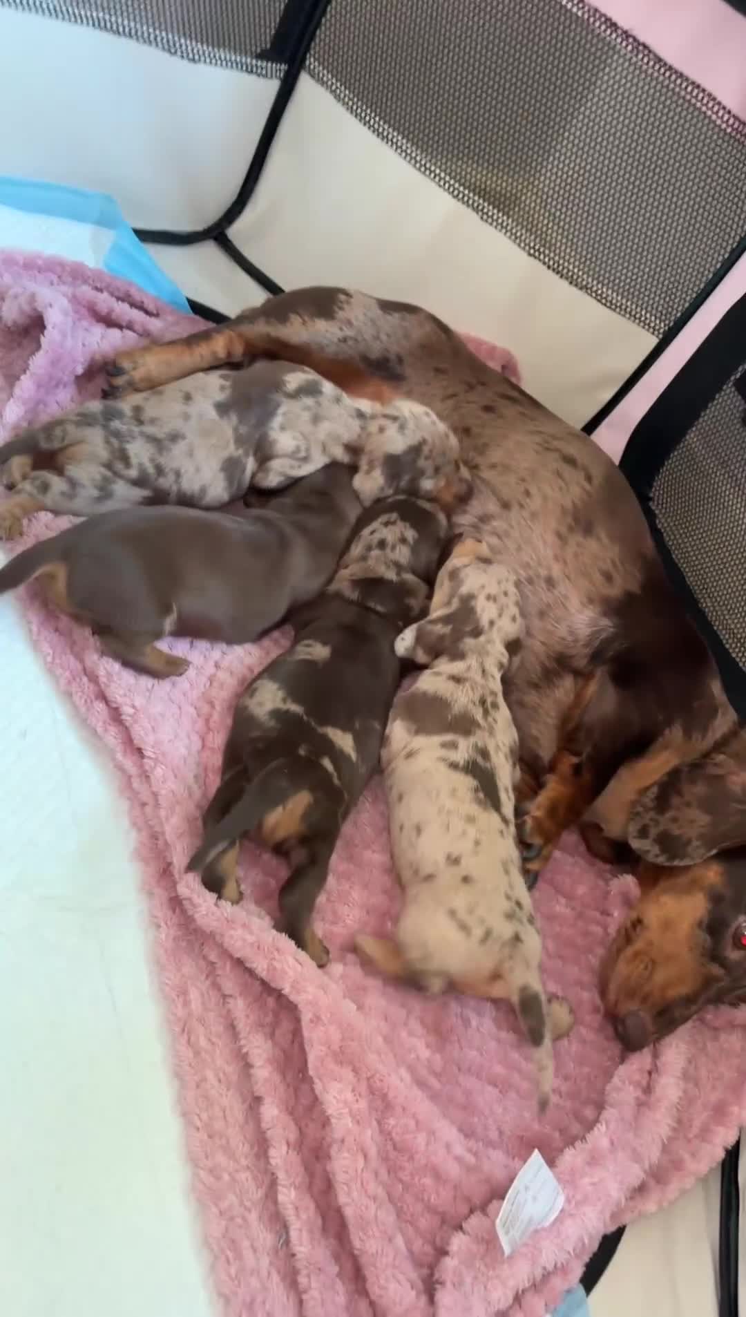 Miniature Dachshund dogs for sale: KC Reg Mini Dachshund Puppies Ready Now (Walsall) - Video 4