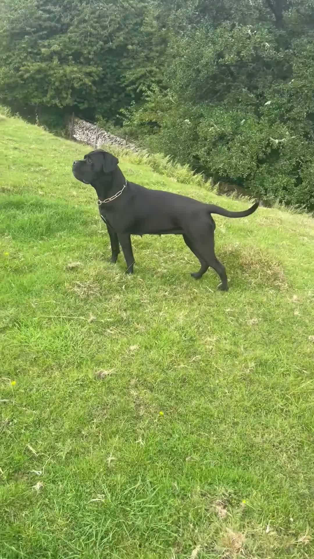 Cane Corso dogs for sale: EXCEPTIONAL CANE CORSO PUPPIES - Video 2