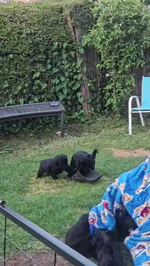 Cockapoo dogs for sale: Gorgeous F1 cockapoo puppies  - Video 1