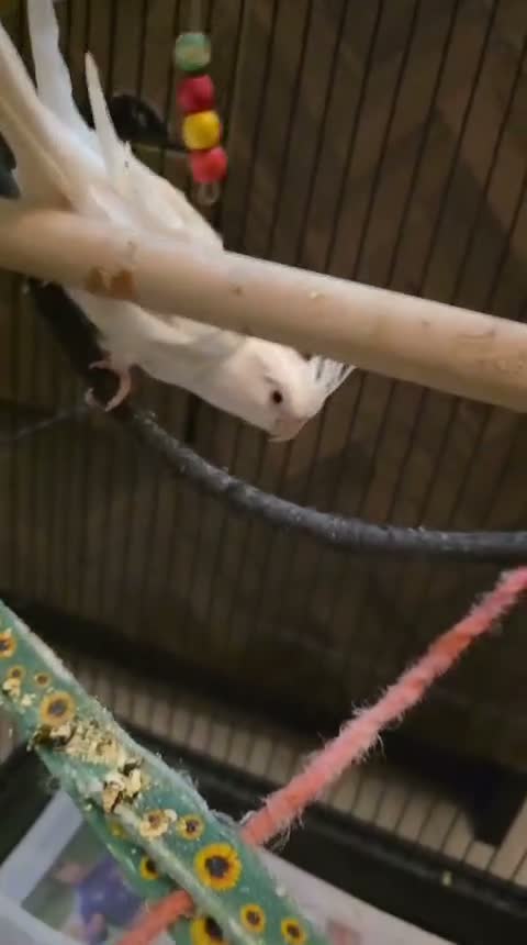 Cockatiels birds for sale: Milky  - Video 1