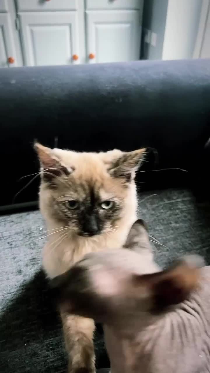 Ragdoll cats for sale: 2 year old beautiful ragdoll female  - Video 1