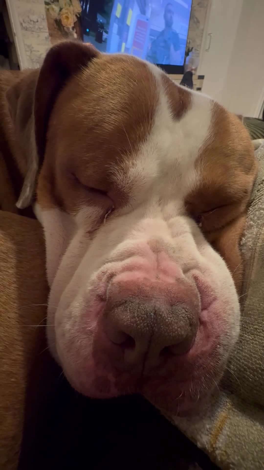 Mixed Breed dogs for sale: Boysie - Video 3