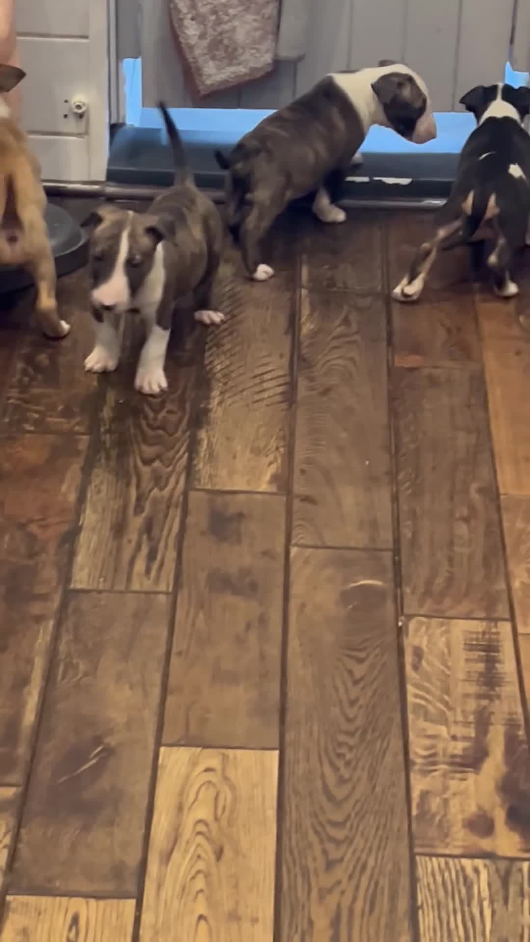 English Bull Terrier dogs for sale: English bull terrier puppies - Video 2