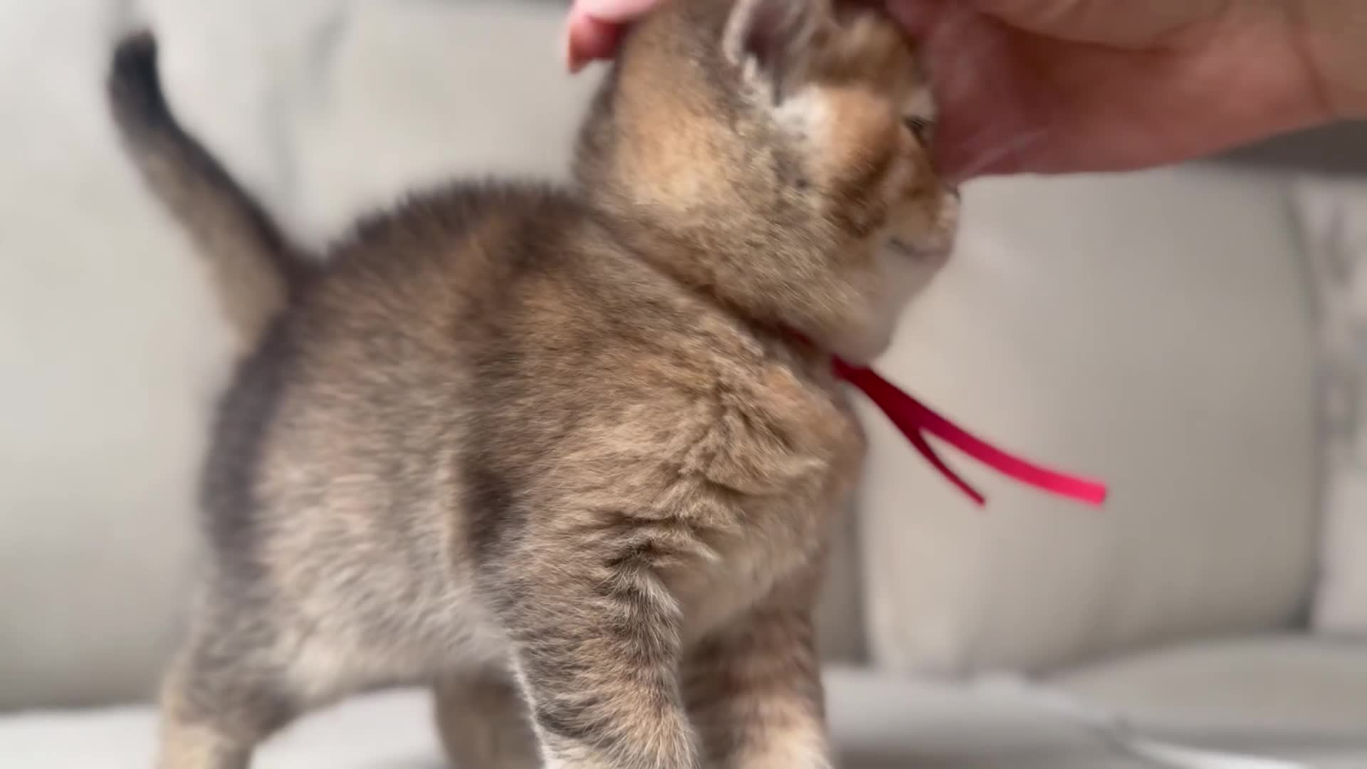 British Shorthair cats for sale: Unique  Golden kittens 🐾 - Video 3