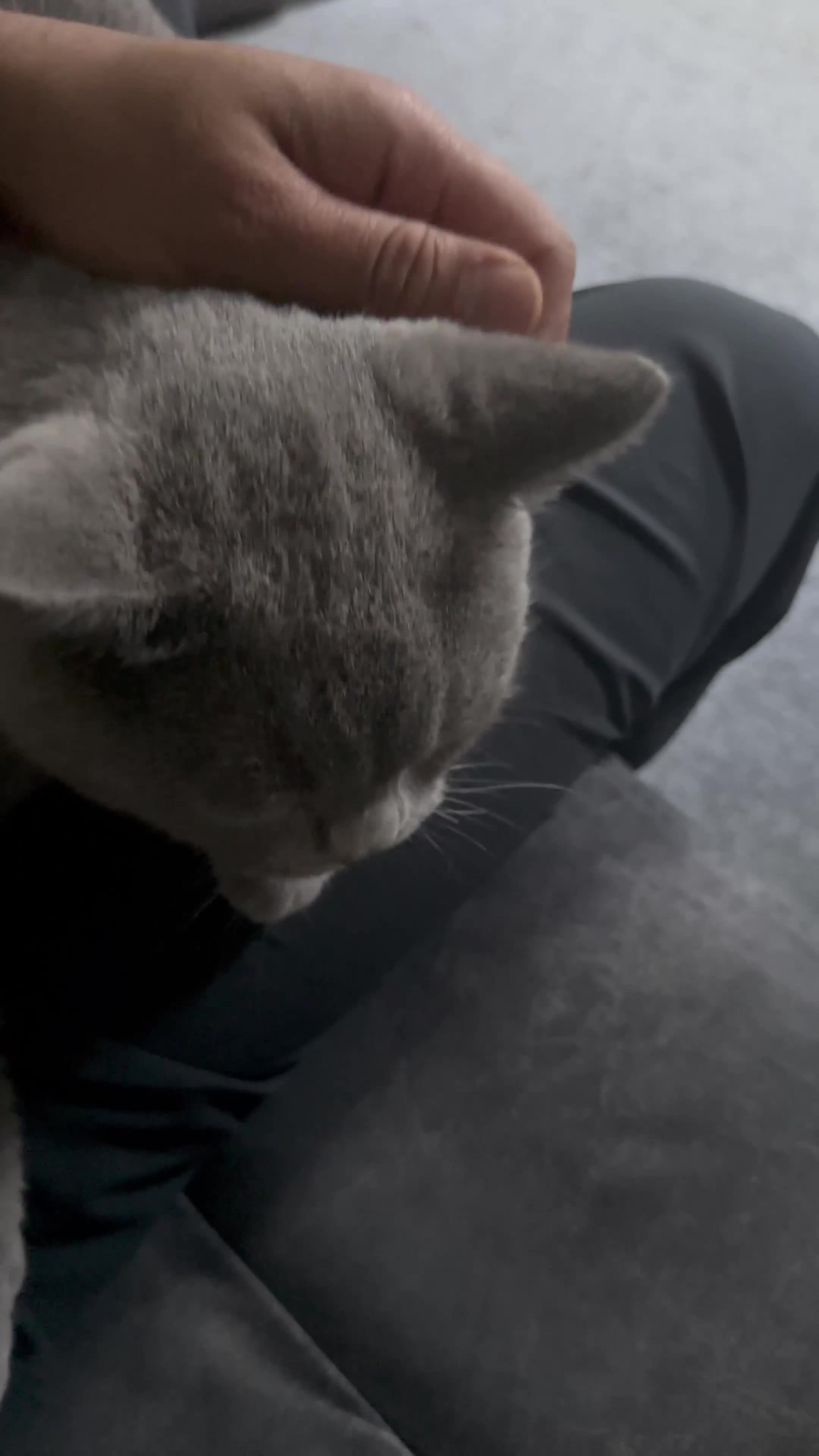 British Shorthair cats for sale: Cat for rehoming  - Video 4